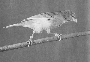 Анималотерапия. Домашние животные и наше здоровье - i_047.jpg