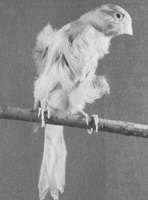 Анималотерапия. Домашние животные и наше здоровье - i_048.jpg