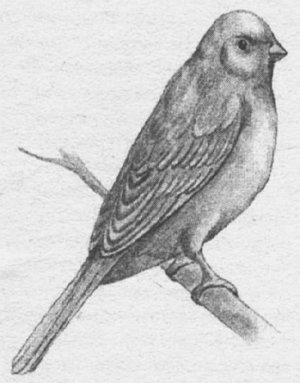 Анималотерапия. Домашние животные и наше здоровье - i_049.jpg