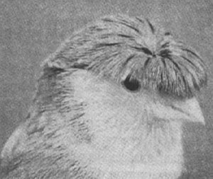 Анималотерапия. Домашние животные и наше здоровье - i_050.jpg