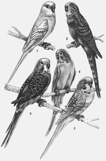 Анималотерапия. Домашние животные и наше здоровье - i_051.jpg