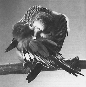 Анималотерапия. Домашние животные и наше здоровье - i_052.jpg