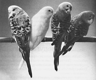 Анималотерапия. Домашние животные и наше здоровье - i_053.jpg