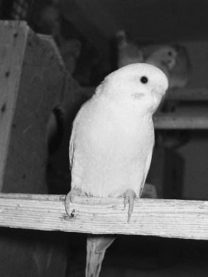 Анималотерапия. Домашние животные и наше здоровье - i_054.jpg