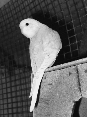 Анималотерапия. Домашние животные и наше здоровье - i_055.jpg