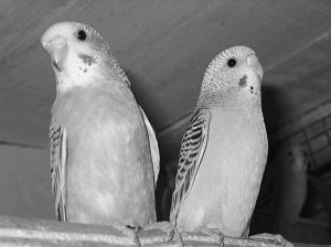 Анималотерапия. Домашние животные и наше здоровье - i_056.jpg