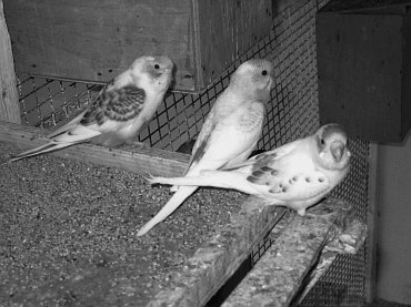 Анималотерапия. Домашние животные и наше здоровье - i_057.jpg