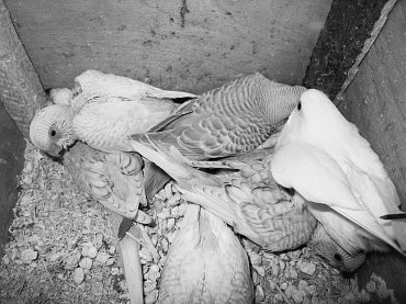 Анималотерапия. Домашние животные и наше здоровье - i_058.jpg