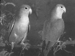 Анималотерапия. Домашние животные и наше здоровье - i_059.jpg