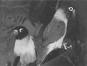 Анималотерапия. Домашние животные и наше здоровье - i_060.jpg