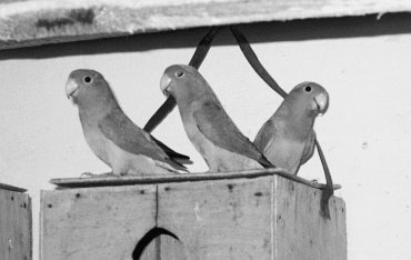 Анималотерапия. Домашние животные и наше здоровье - i_061.jpg