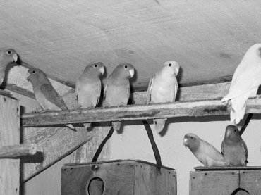 Анималотерапия. Домашние животные и наше здоровье - i_062.jpg