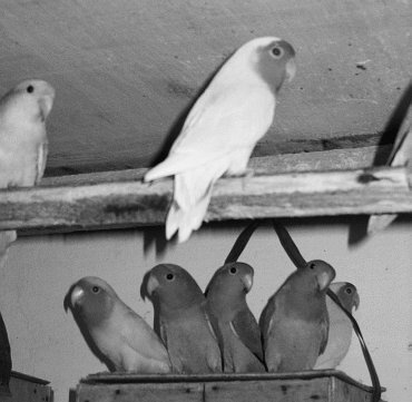 Анималотерапия. Домашние животные и наше здоровье - i_063.jpg