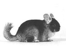 Зверьки шиншиллы. Содержание и разведение - i_001.png