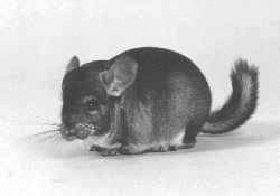 Зверьки шиншиллы. Содержание и разведение - i_003.png