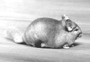 Зверьки шиншиллы. Содержание и разведение - i_005.png