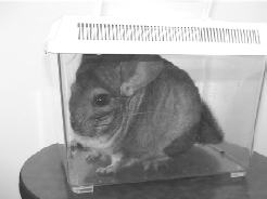 Зверьки шиншиллы. Содержание и разведение - i_012.png