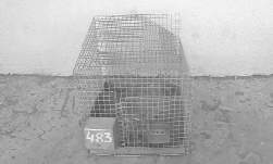 Зверьки шиншиллы. Содержание и разведение - i_013.png