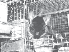 Зверьки шиншиллы. Содержание и разведение - i_035.png