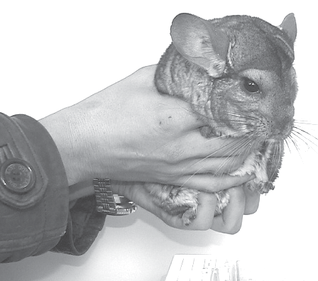 Зверьки шиншиллы. Содержание и разведение - i_036.png