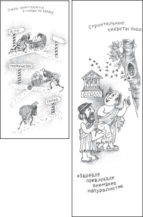 Мед и продукты пчеловодства - i_046.jpg