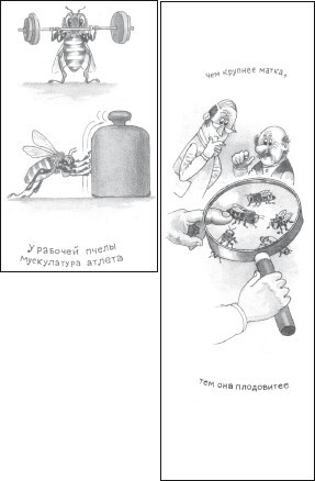 Мед и продукты пчеловодства - i_047.jpg