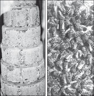 Мед и продукты пчеловодства - i_054.jpg