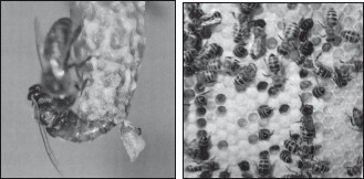 Мед и продукты пчеловодства - i_055.jpg
