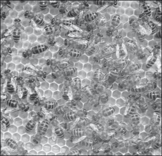 Мед и продукты пчеловодства - i_056.jpg