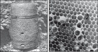 Мед и продукты пчеловодства - i_057.jpg