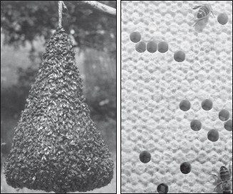 Мед и продукты пчеловодства - i_058.jpg