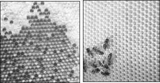 Мед и продукты пчеловодства - i_062.jpg