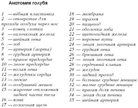 Мясные голуби и домашнее голубеводство - i_004.png