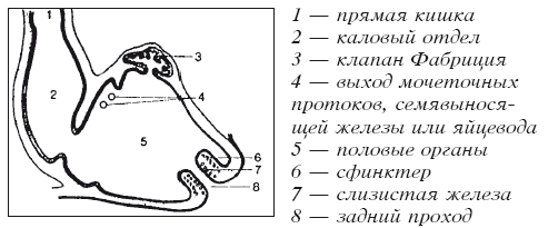 Мясные голуби и домашнее голубеводство - i_005.png