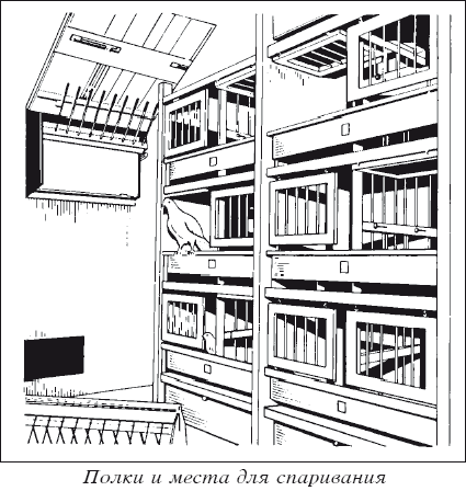 Мясные голуби и домашнее голубеводство - i_020.png