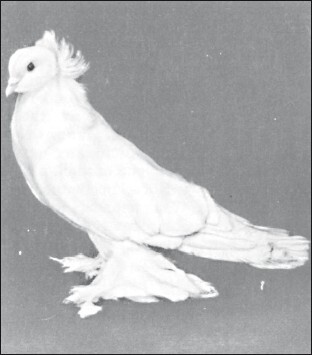 Мясные голуби и домашнее голубеводство - i_035.jpg