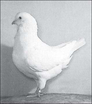 Мясные голуби и домашнее голубеводство - i_036.jpg