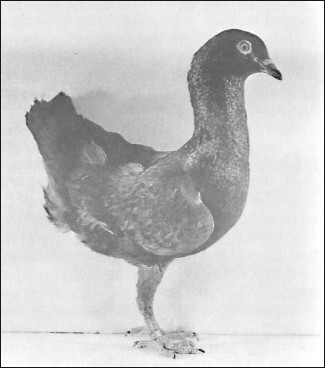 Мясные голуби и домашнее голубеводство - i_037.jpg