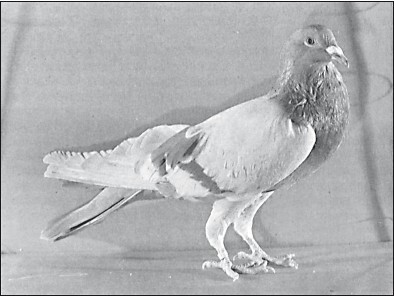 Мясные голуби и домашнее голубеводство - i_038.jpg