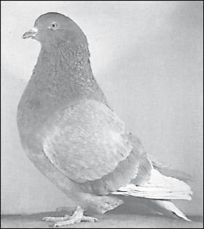 Мясные голуби и домашнее голубеводство - i_039.jpg