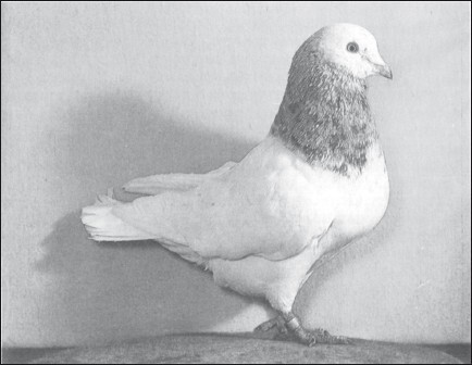 Мясные голуби и домашнее голубеводство - i_040.jpg