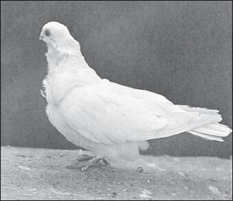 Мясные голуби и домашнее голубеводство - i_041.jpg