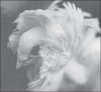 Мясные голуби и домашнее голубеводство - i_042.jpg