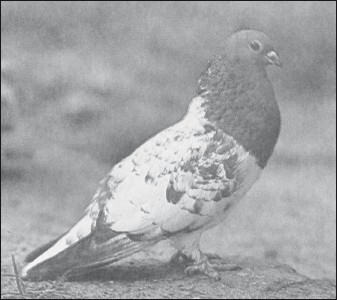 Мясные голуби и домашнее голубеводство - i_043.jpg