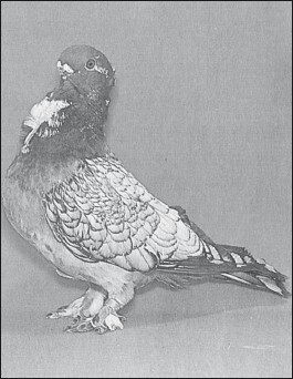 Мясные голуби и домашнее голубеводство - i_044.jpg