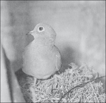 Мясные голуби и домашнее голубеводство - i_046.jpg