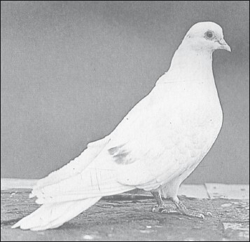 Мясные голуби и домашнее голубеводство - i_047.jpg