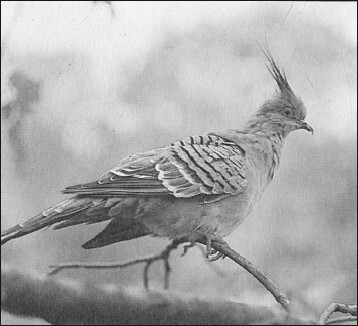 Мясные голуби и домашнее голубеводство - i_049.jpg