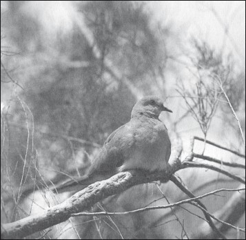 Мясные голуби и домашнее голубеводство - i_050.jpg