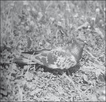 Мясные голуби и домашнее голубеводство - i_051.jpg